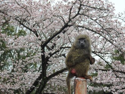 桜とヒヒ3