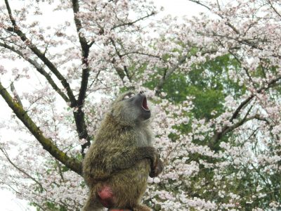 桜とヒヒ2