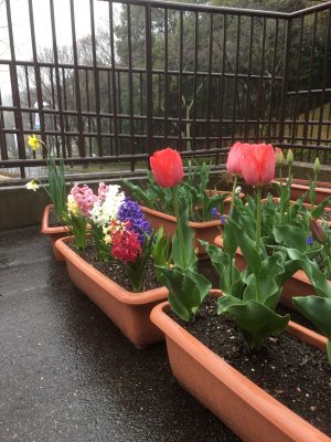 ゲート前 花