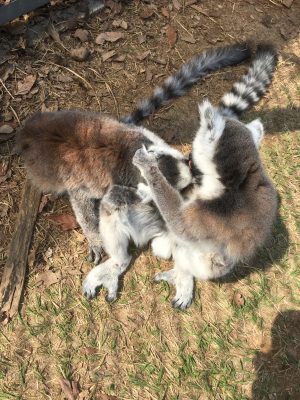 毛づくろい