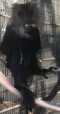 シシオザル 食餌