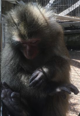 ヤクニホンザル 掃除中