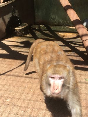 タイワンザル ミラン1