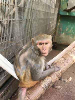 アカゲザル ロコモコ