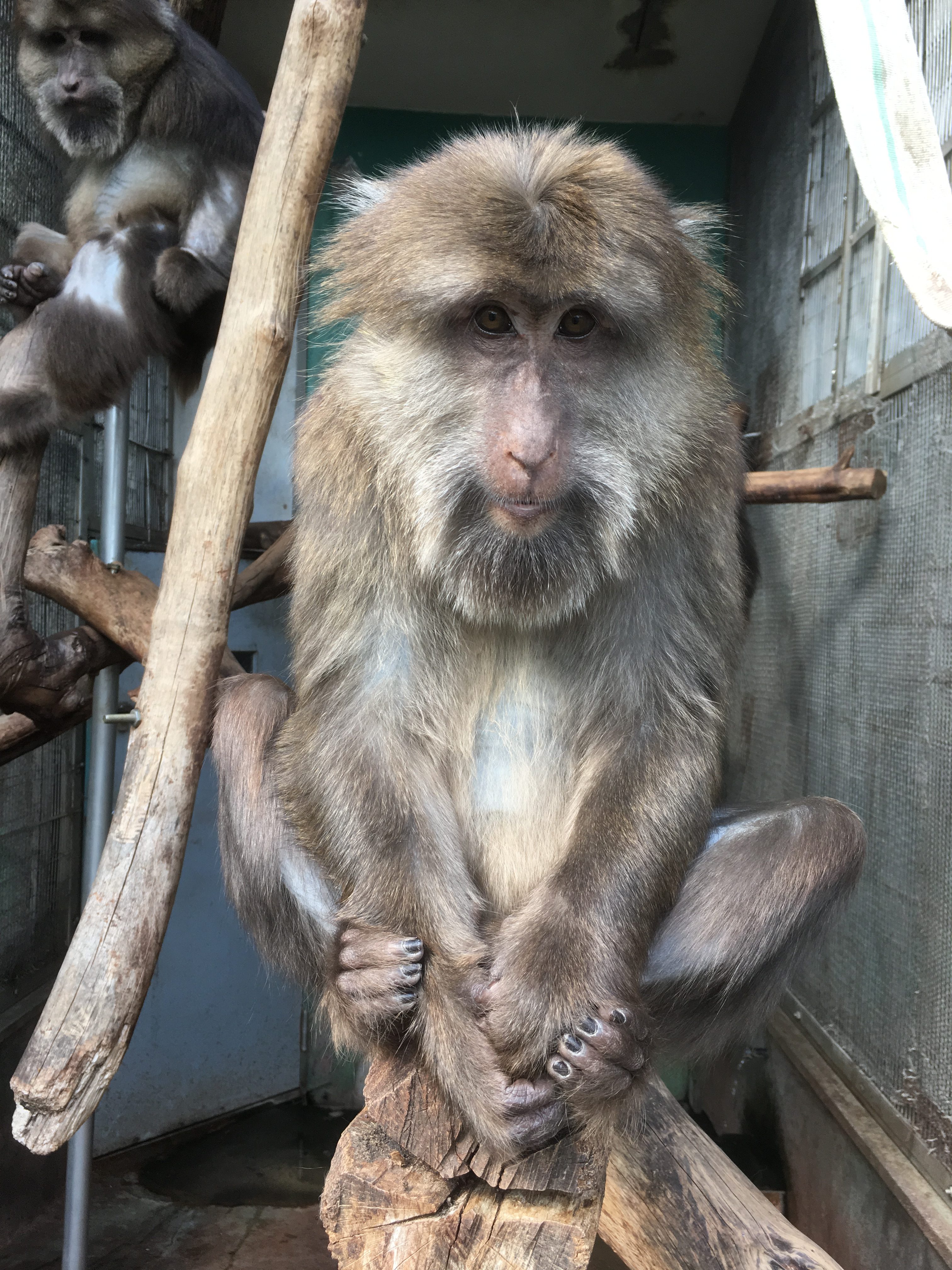 チベットモンキー アルカ 飼育の部屋