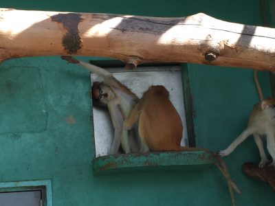 ウルグルーミングされる