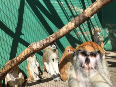 シグマアップ
