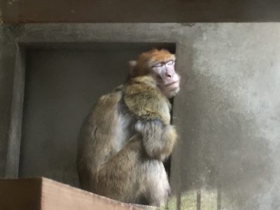 朝のクオン