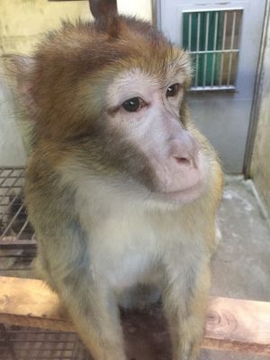 クオン