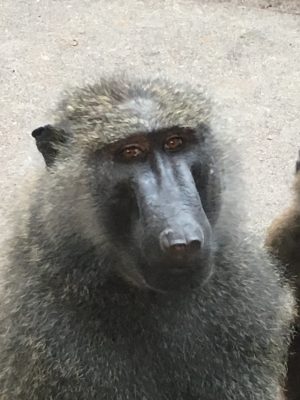 アヌビスヒヒ　タズナ3