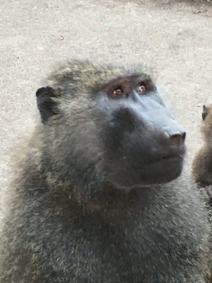 アヌビスヒヒ　タズナ2