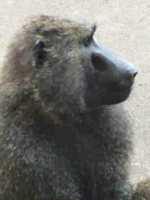 アヌビスヒヒ　タズナ