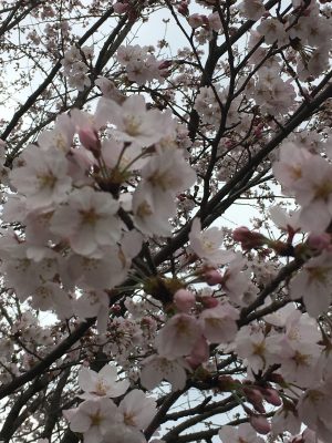 ヒヒの城　桜2