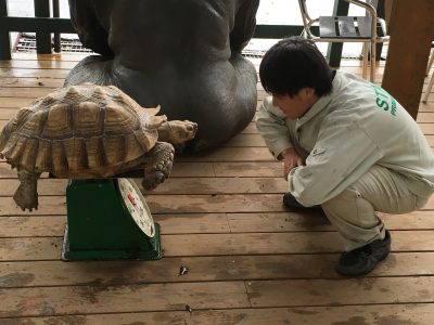 カメと計り