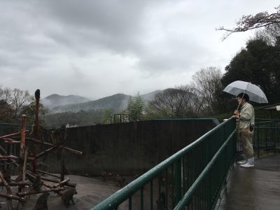 雨のヒヒの城