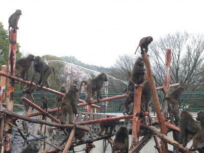 ヒヒの城のヒヒ