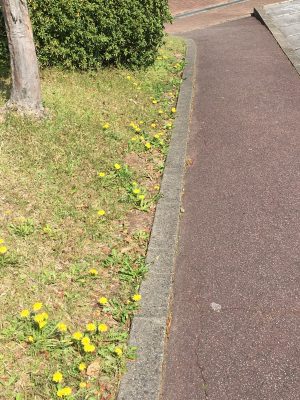 タンポポロード