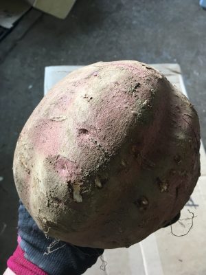 サツマイモ
