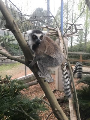 ウメキチ