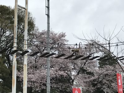 桜バックのクモザル