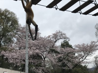 桜を取るレイコさん
