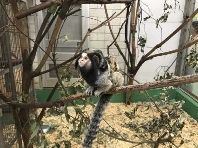 クロミミマーモセットの赤ちゃん