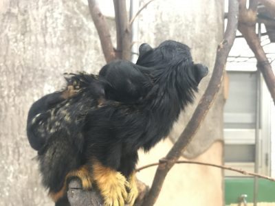 アカテタマリン双子の赤ちゃん