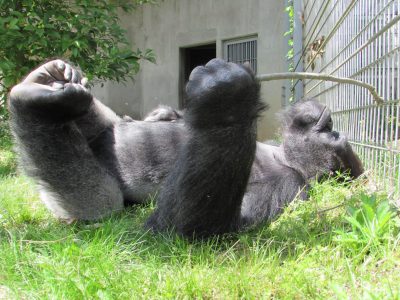 お休み中のタロウ