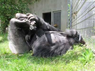 こっちを見たタロウ