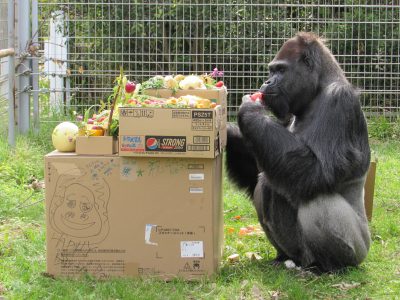 タロウとバースデーケーキ