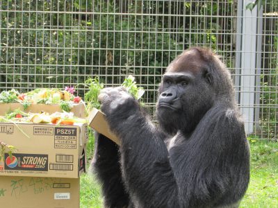 ケーキを食べるタロウ