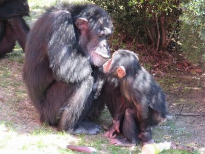 ツトムを見るマモル