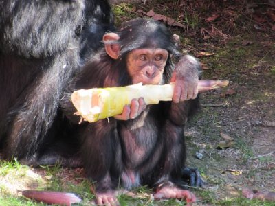 たけのこを食べるマモル2