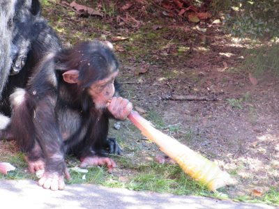 たけのこを食べるマモル