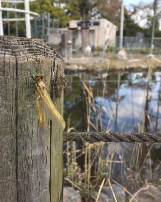 羽を乾かすトンボ