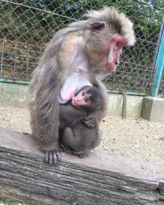 ヤクニホンザルの赤ちゃん