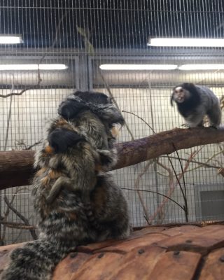 後ろ姿のコウガと双子の赤ちゃん