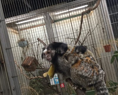 お父さんのコウガと双子の赤ちゃん