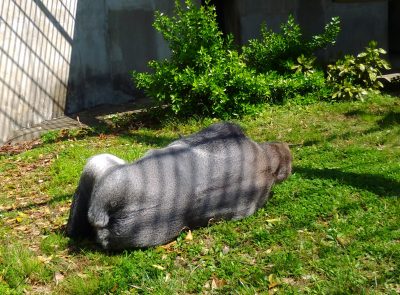 ごろごろするタロウ