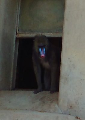 目立つ顔立ち