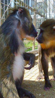 デコをのぞきこむデイ