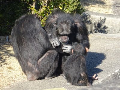 マルコとツトムのグルーミングを見るマモル