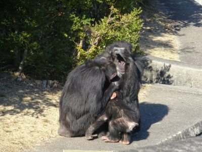 マルコとツトムの間に割り込むマモル