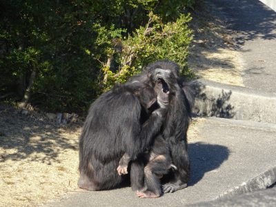マルコとツトムの間に割り込むマモル