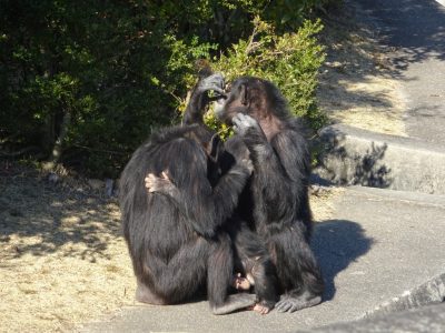マルコとツトムの間に割り込むマモル