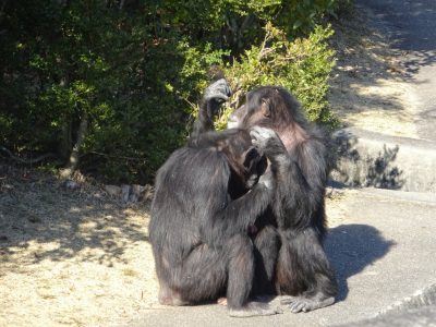 マルコとツトムの間に割り込むマモル