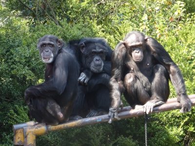 フジコ、ジミー、マリリン