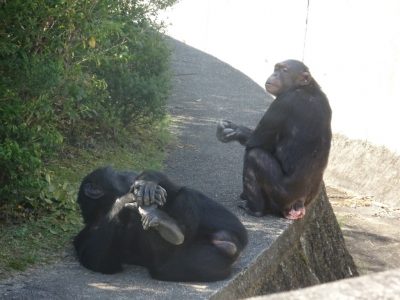 ジミーとマリリン