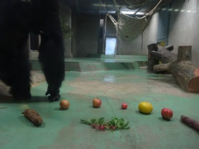 ハツカダイコンとタロウ
