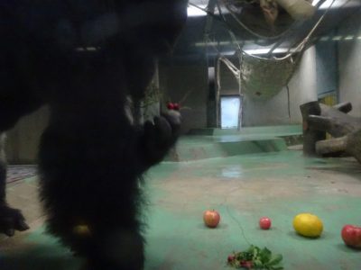 ハツカダイコンとタロウ